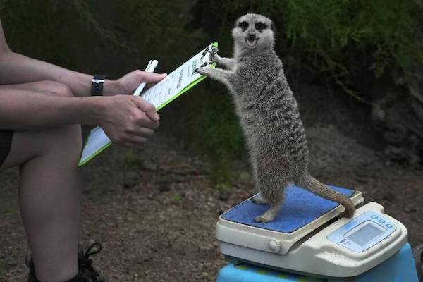 Cute And Funny Animals (50 pics)