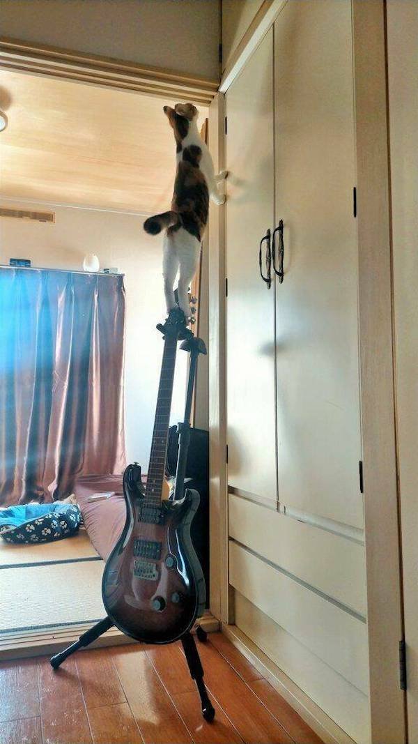 Cute And Funny Animals (50 pics)