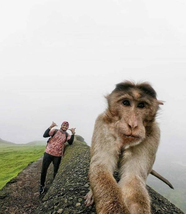 Cute And Funny Animals (50 pics)