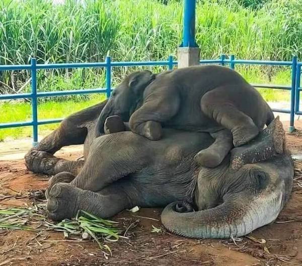 Cute And Funny Animals (50 pics)
