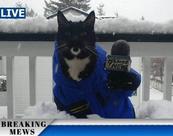 Cute And Funny Animals (50 pics)