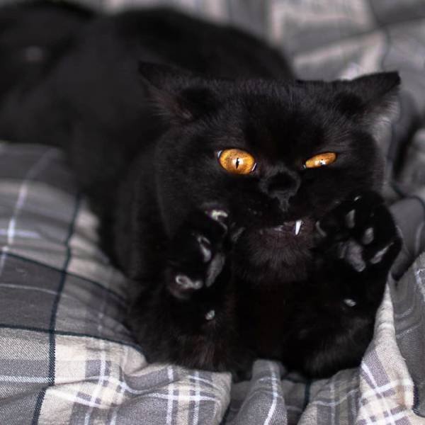 Black Cats Are Fantastic (40 pics)