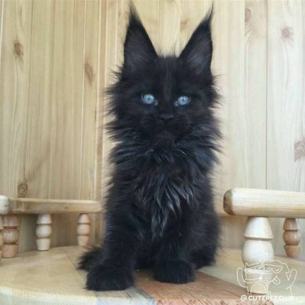 Black Cats Are Fantastic (40 pics)