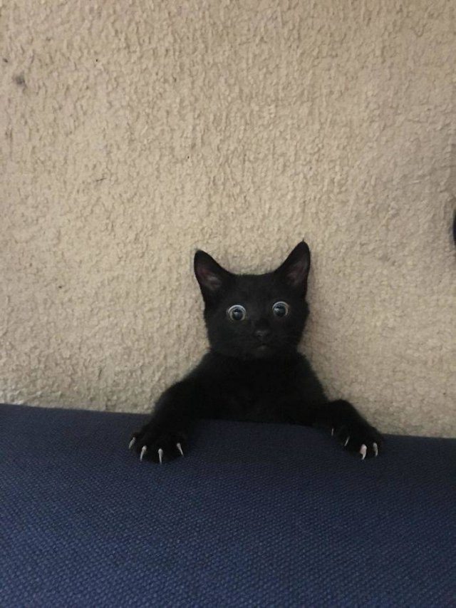 Black Cats Are Fantastic (40 pics) Black Cats Are Fantastic (40 pics)
