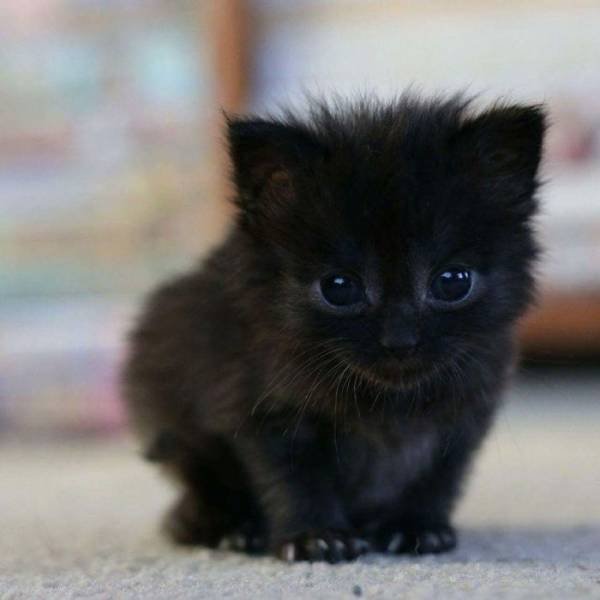 Black Cats Are Fantastic (40 pics) Black Cats Are Fantastic (40 pics)