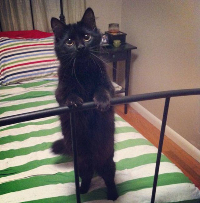 Black Cats Are Fantastic (40 pics)