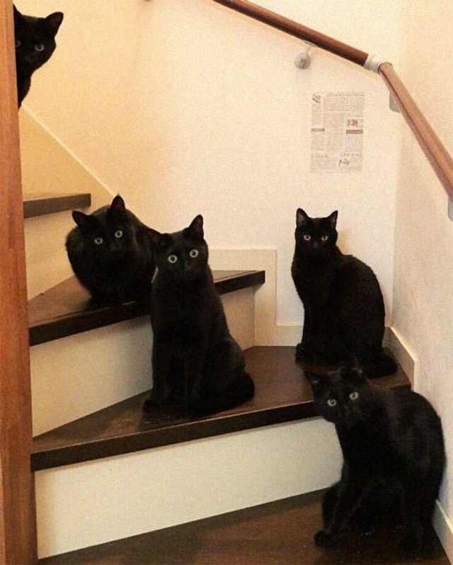 Black Cats Are Fantastic (40 pics) Black Cats Are Fantastic (40 pics)