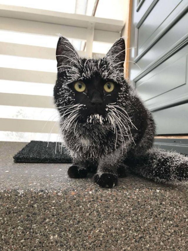 Black Cats Are Fantastic (40 pics) Black Cats Are Fantastic (40 pics)