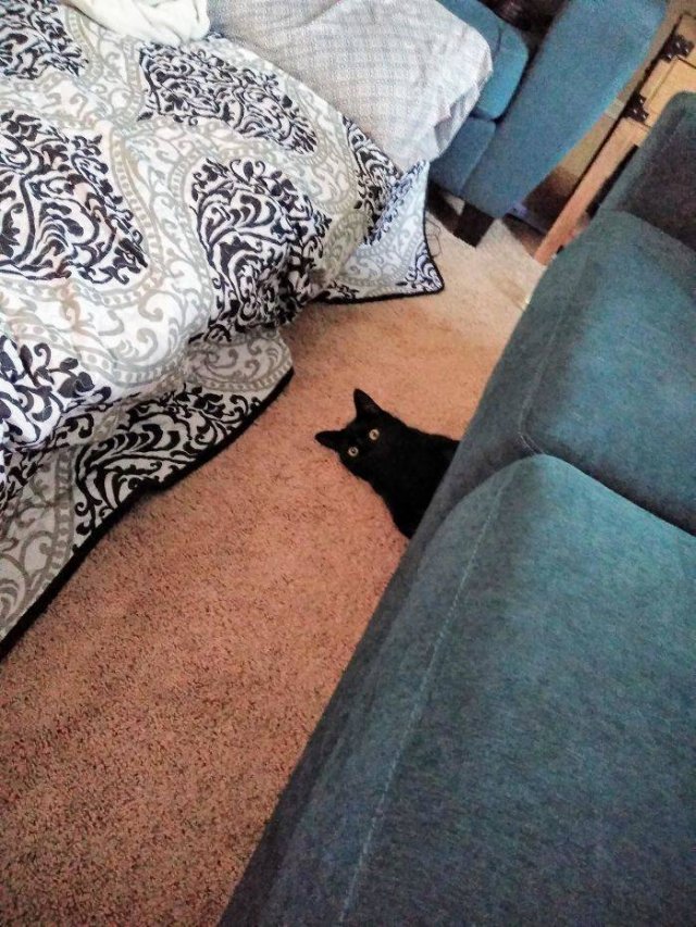 Black Cats Are Fantastic (40 pics) Black Cats Are Fantastic (40 pics)