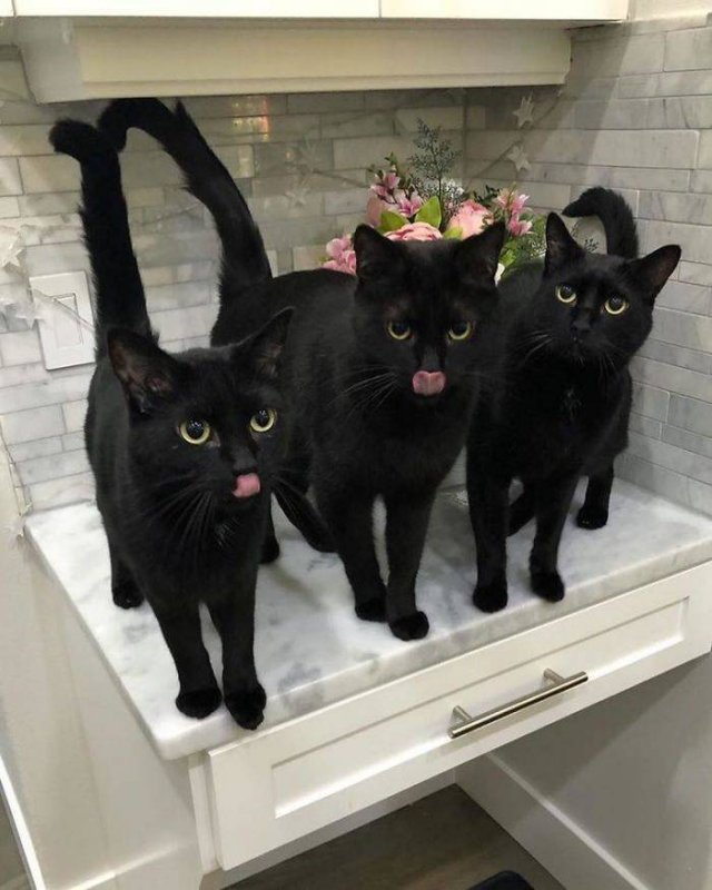 Black Cats Are Fantastic (40 pics)