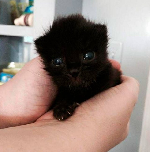 Black Cats Are Fantastic (40 pics)