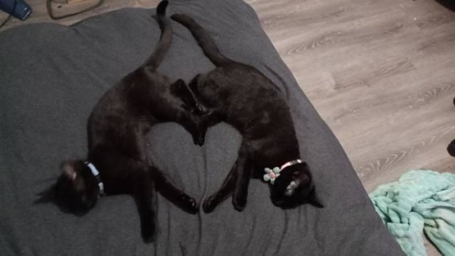 Black Cats Are Fantastic (40 pics) Black Cats Are Fantastic (40 pics)