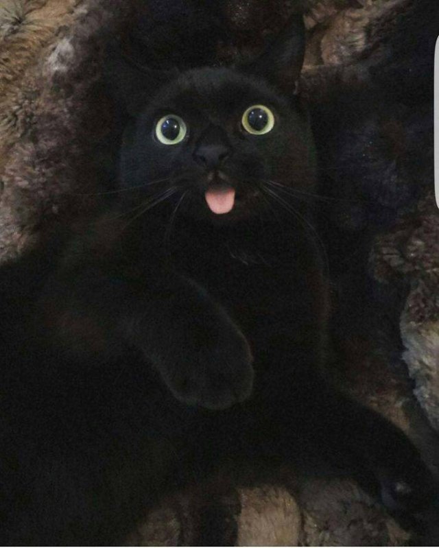 Black Cats Are Fantastic (40 pics)