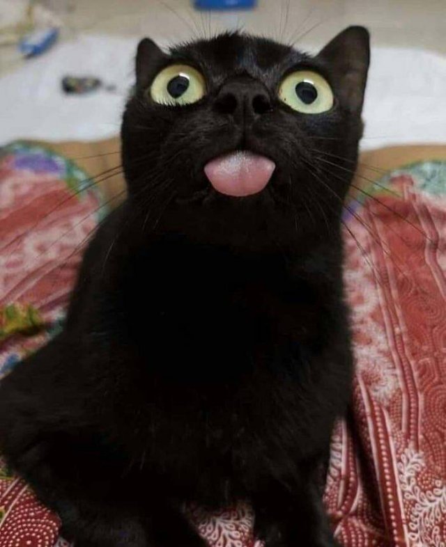 Black Cats Are Fantastic (40 pics)