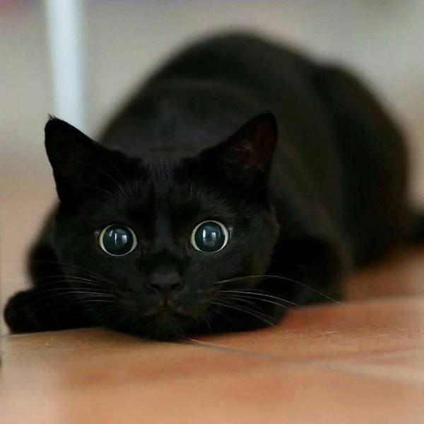 Black Cats Are Fantastic (40 pics)