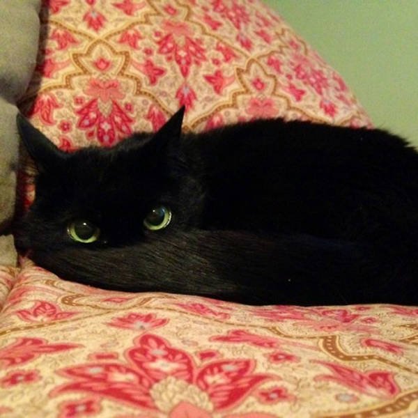 Black Cats Are Fantastic (40 pics)