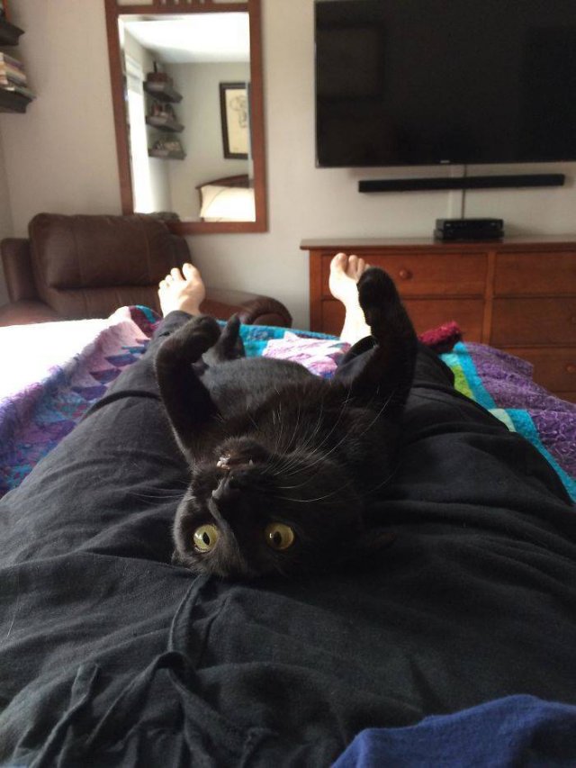 Black Cats Are Fantastic (40 pics) Black Cats Are Fantastic (40 pics)