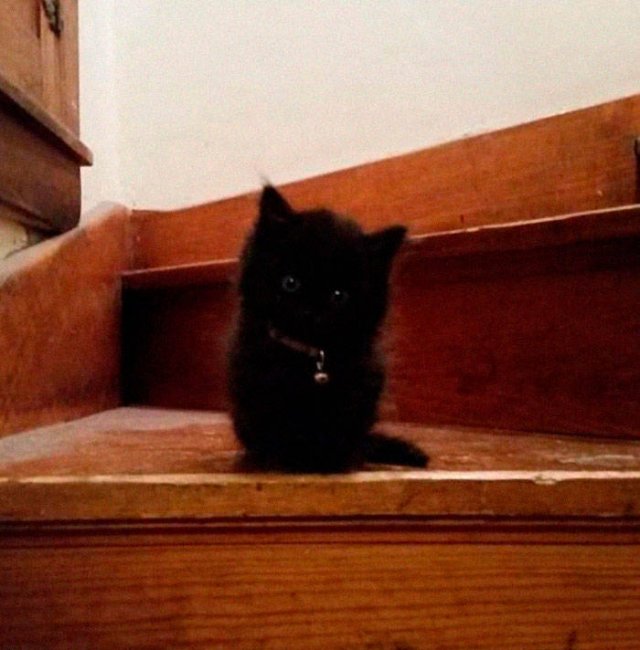 Black Cats Are Fantastic (40 pics)