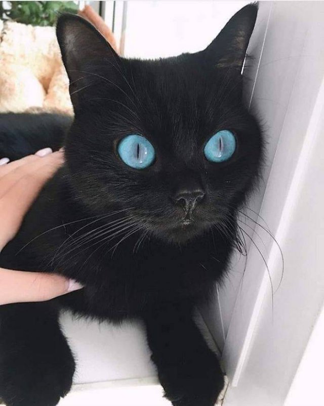 Black Cats Are Fantastic (40 pics) Black Cats Are Fantastic (40 pics)