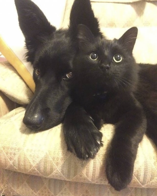 Black Cats Are Fantastic (40 pics)