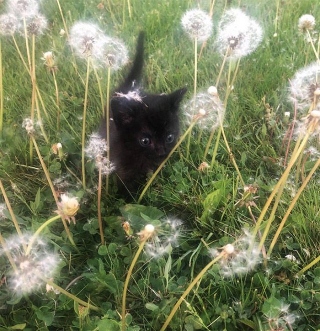 Black Cats Are Fantastic (40 pics) Black Cats Are Fantastic (40 pics)