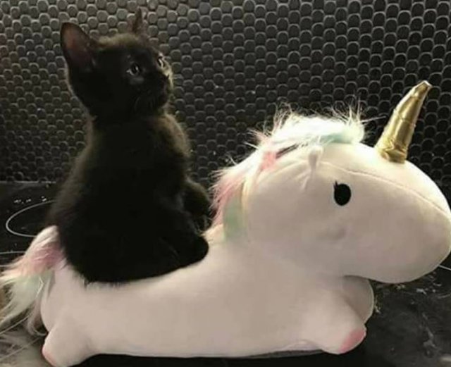 Black Cats Are Fantastic (40 pics)
