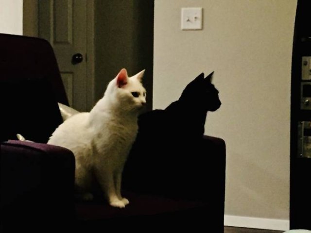 Black Cats Are Fantastic (40 pics) Black Cats Are Fantastic (40 pics)