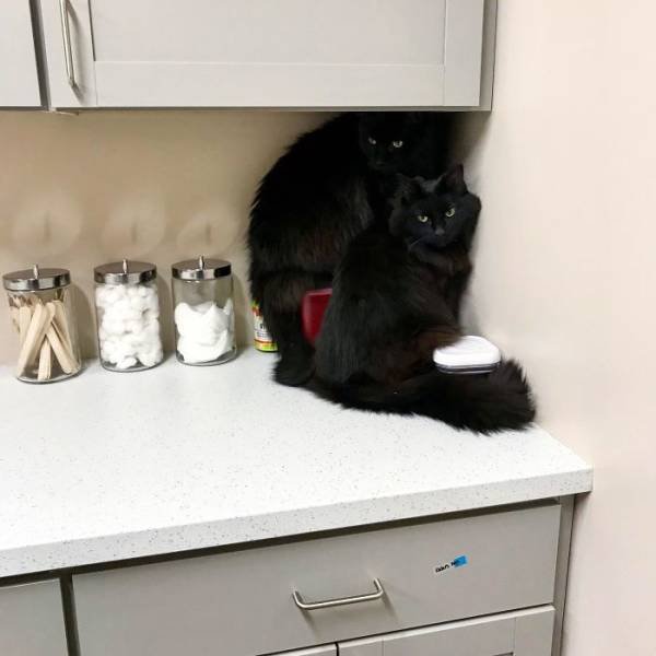 Black Cats Are Fantastic (40 pics) Black Cats Are Fantastic (40 pics)