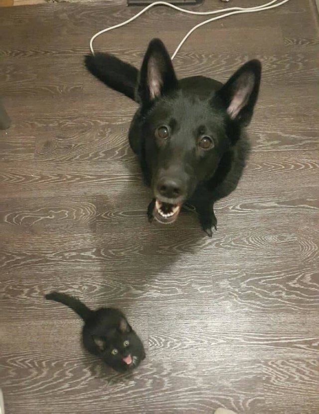 Black Cats Are Fantastic (40 pics)