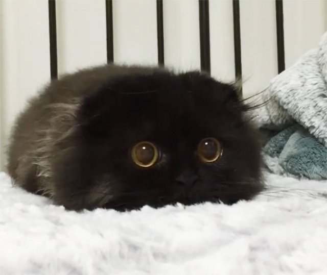 Black Cats Are Fantastic (40 pics)