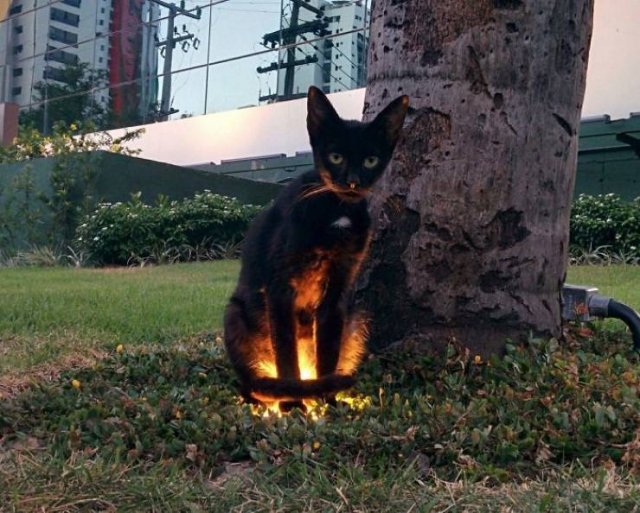 Black Cats Are Fantastic (40 pics) Black Cats Are Fantastic (40 pics)