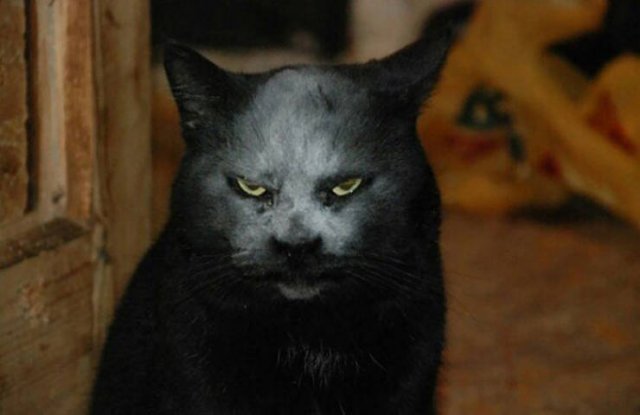 Black Cats Are Fantastic (40 pics)