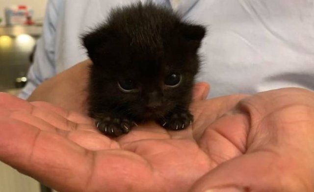 Black Cats Are Fantastic (40 pics)