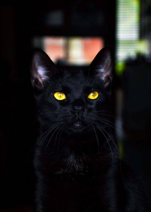 Black Cats Are Fantastic (40 pics) Black Cats Are Fantastic (40 pics)