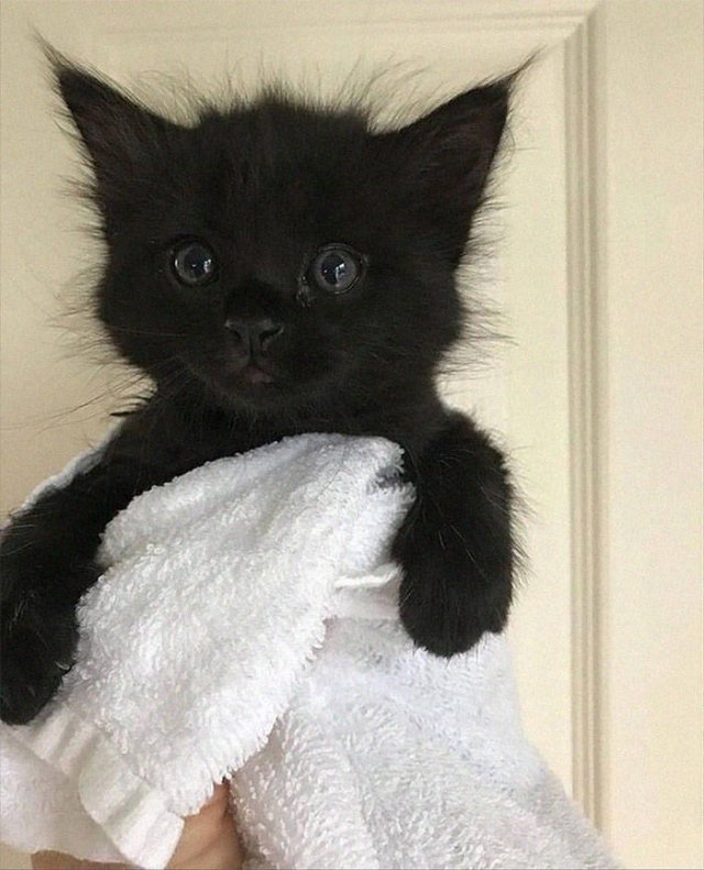 Black Cats Are Fantastic (40 pics)