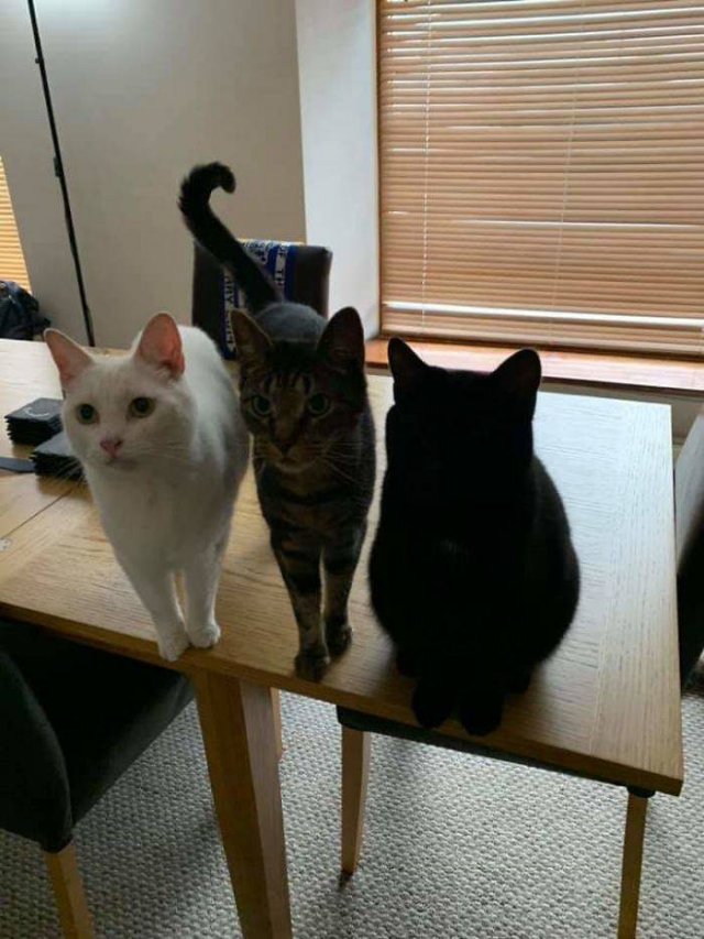 Black Cats Are Fantastic (40 pics) Black Cats Are Fantastic (40 pics)