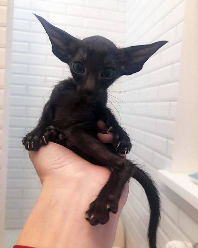 Black Cats Are Fantastic (40 pics)