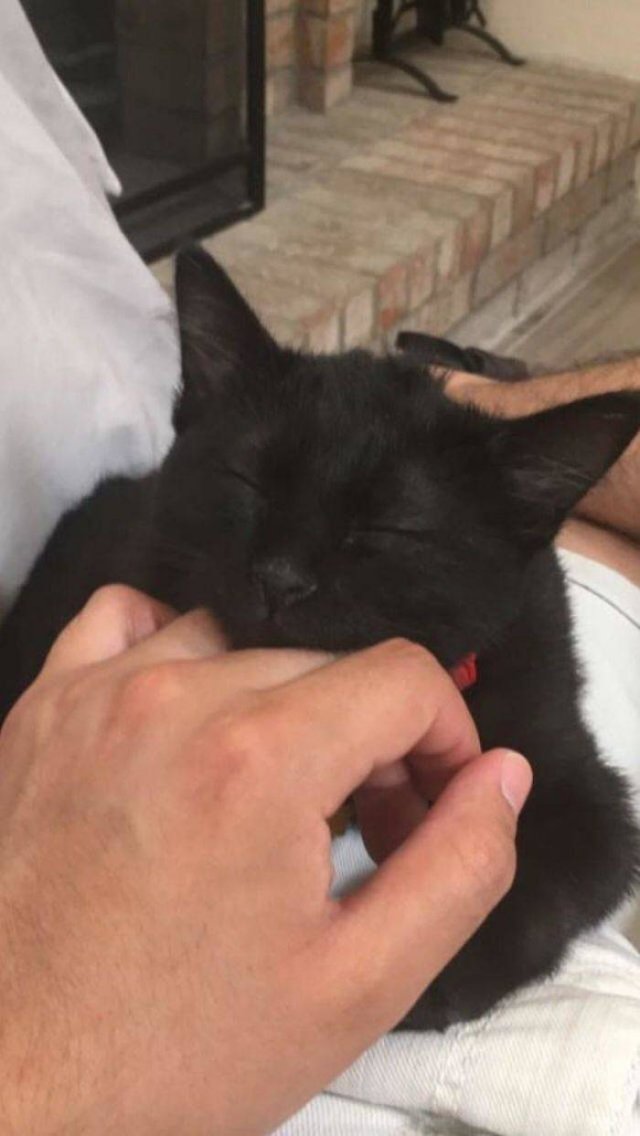 Black Cats Are Fantastic (40 pics) Black Cats Are Fantastic (40 pics)