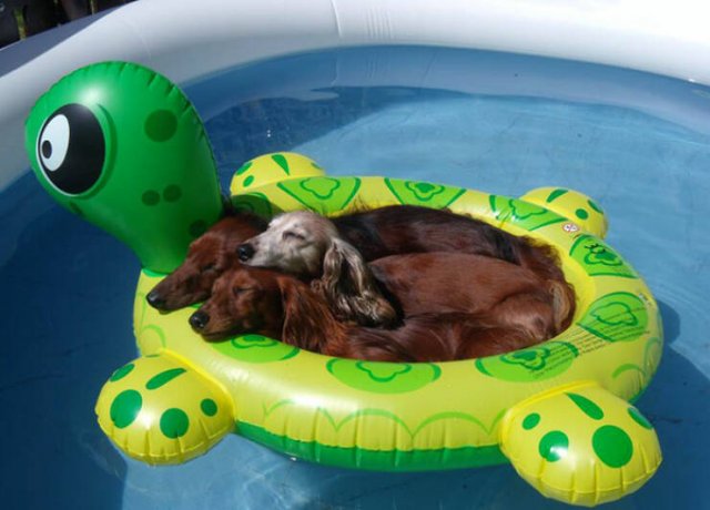 Adorable Pets (20 pics)