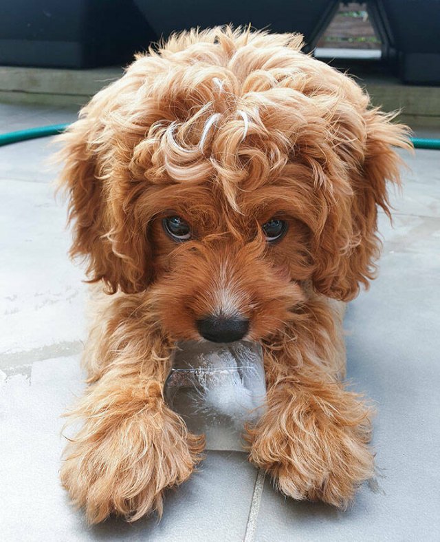 Adorable Pets (20 pics)