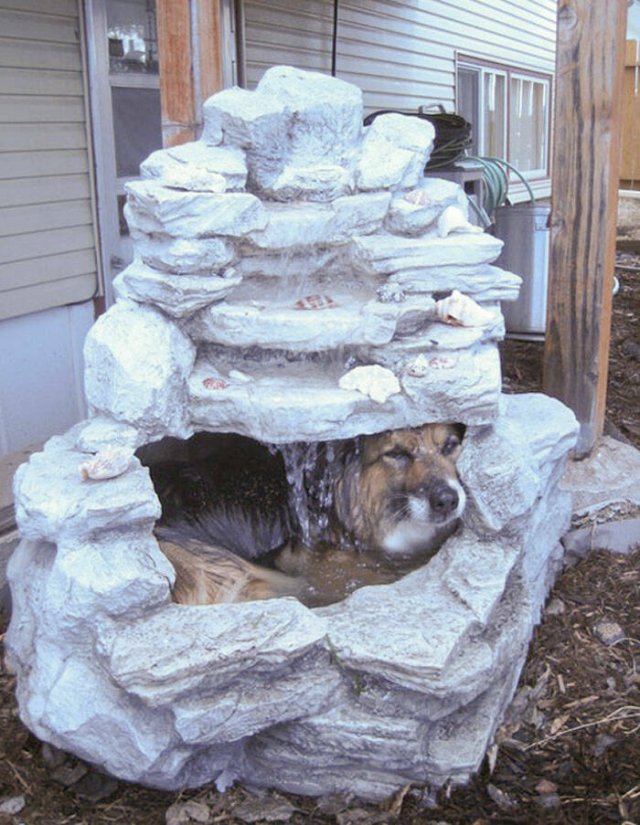 Adorable Pets (20 pics)