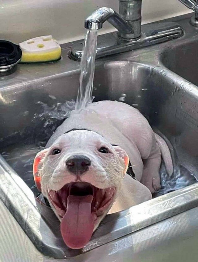 Adorable Pets (20 pics)