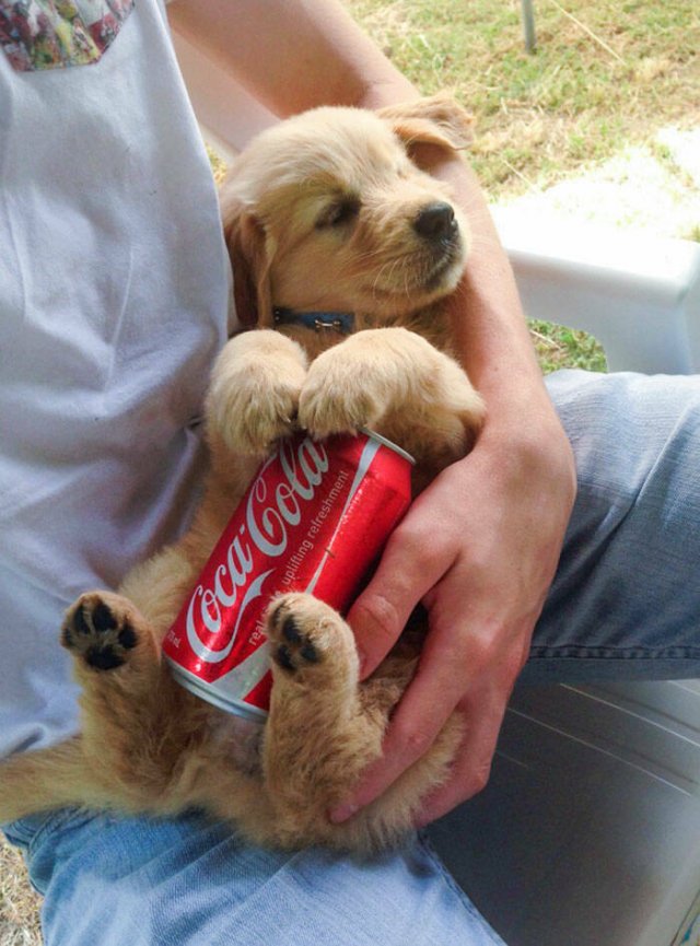 Adorable Pets (20 pics)