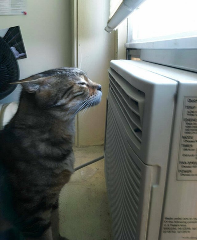 Adorable Pets (20 pics)