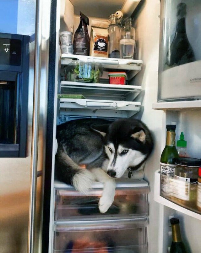 Adorable Pets (20 pics)