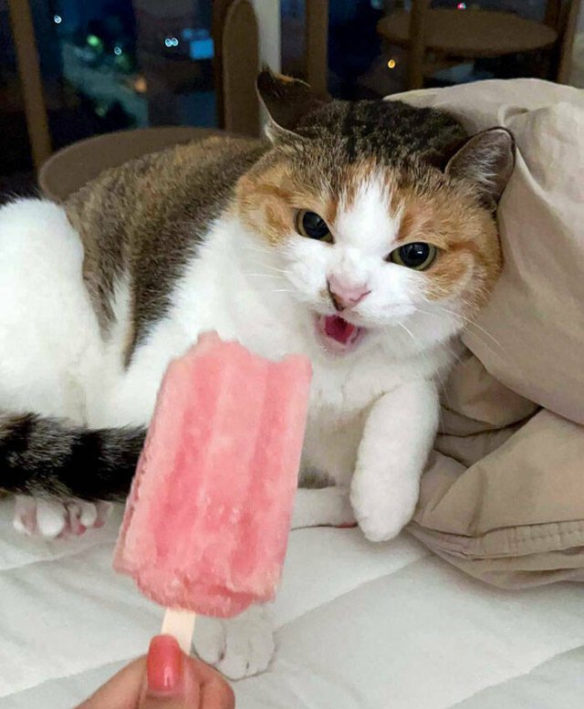 Adorable Pets (20 pics)