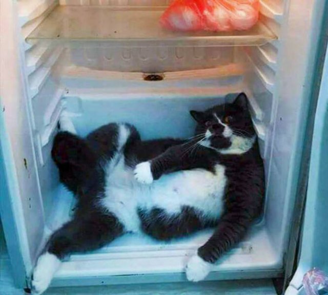 Adorable Pets (20 pics)