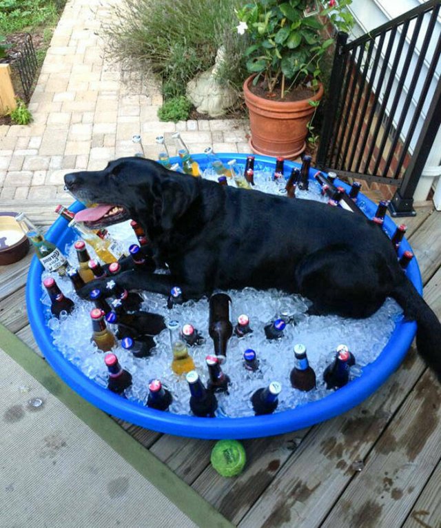 Adorable Pets (20 pics)