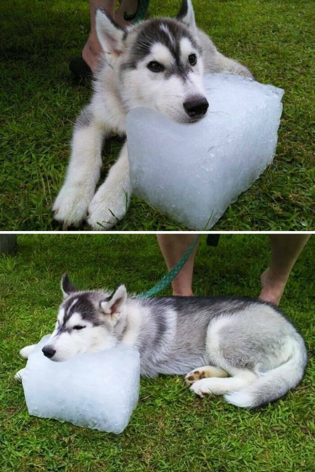 Adorable Pets (20 pics)