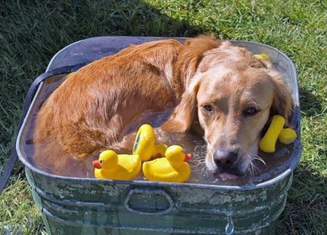 Adorable Pets (20 pics)